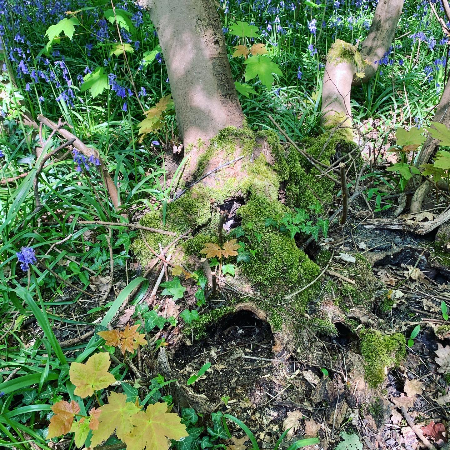 Flowers, Fairy Gardens, and Woodland Adventures