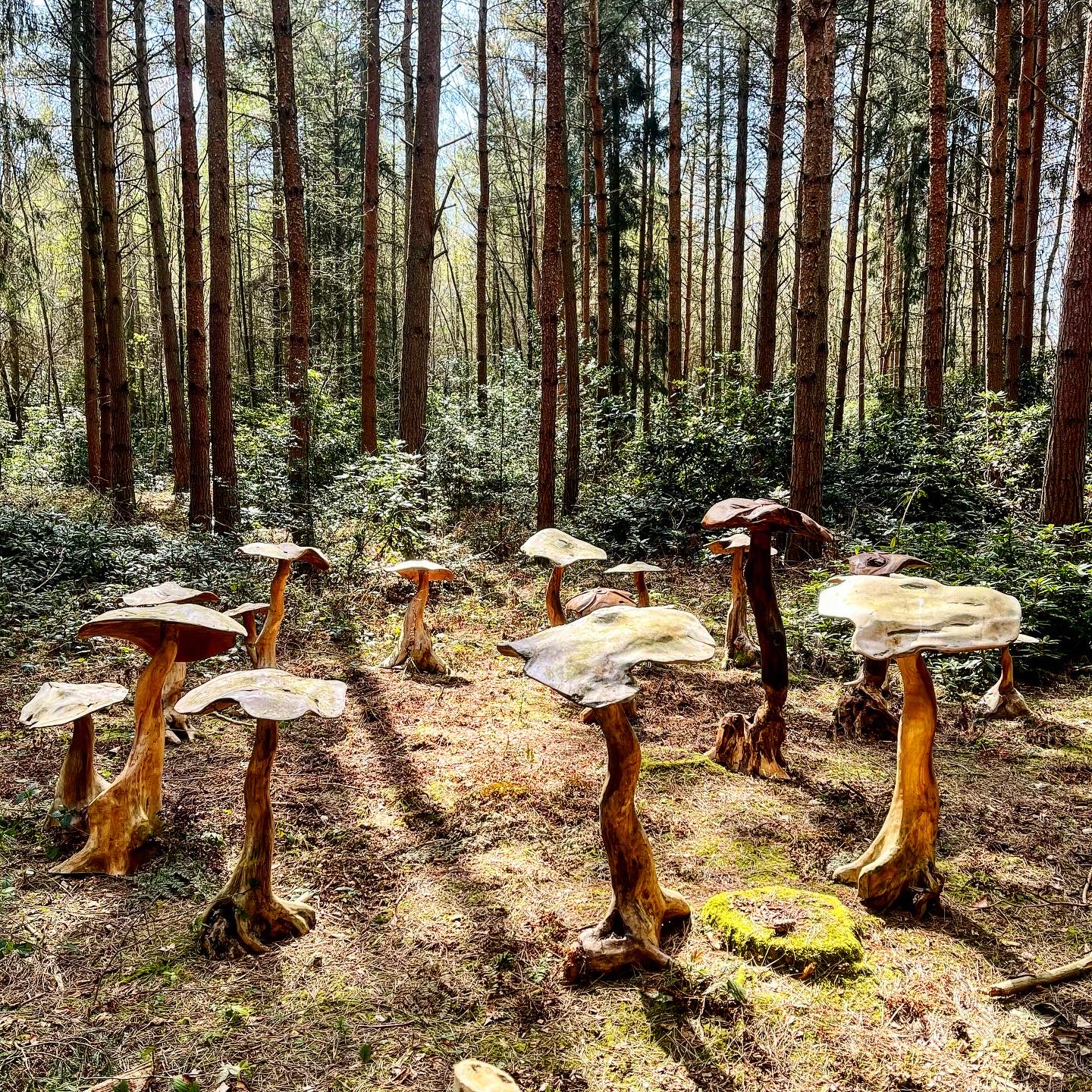 A Woodland Fairy Adventure Photo Diary