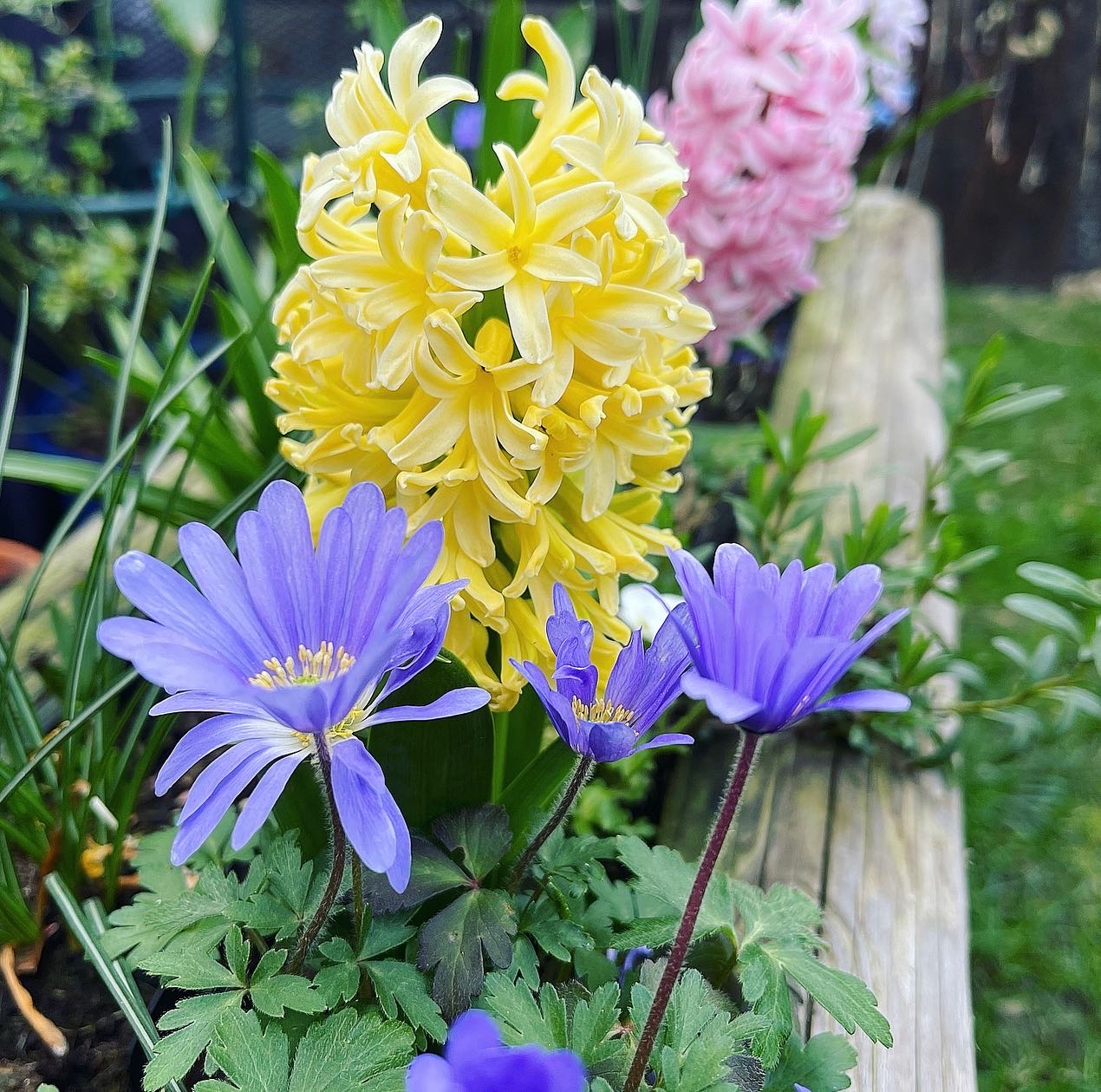 Preparing the Garden for Summer 2022