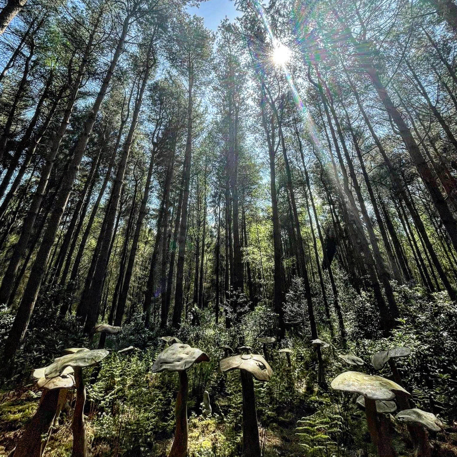 May Photo Diary – Golden Hour, Potting Up, Bluebell Woods and a New Cookbook