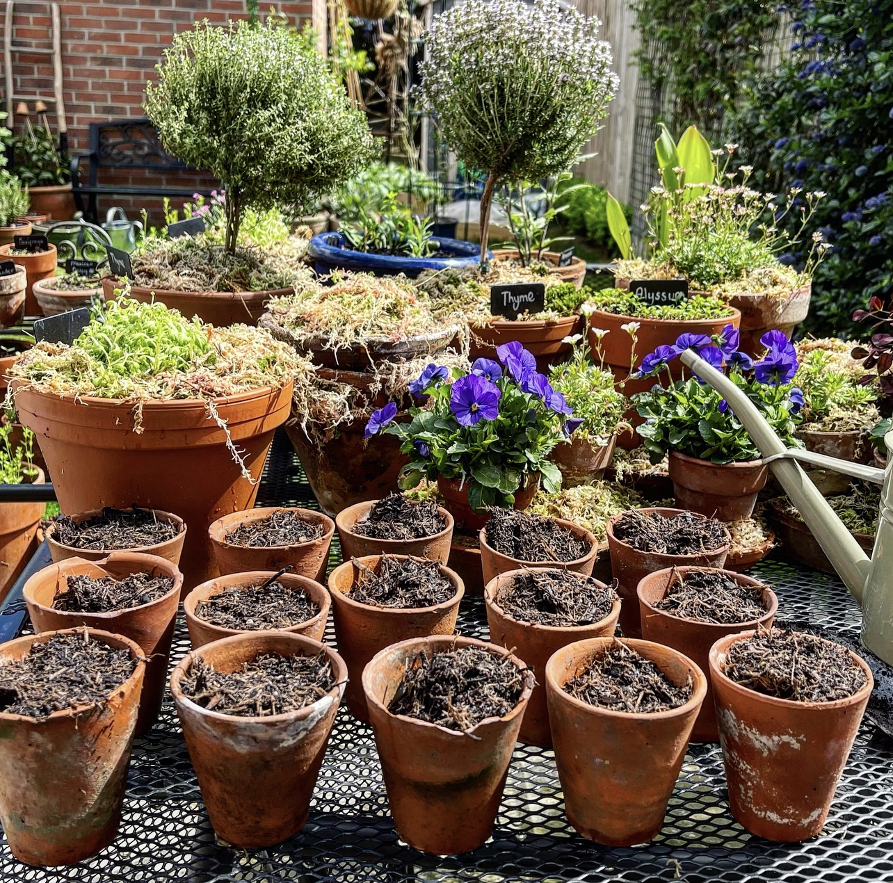 Cucumbers, Strawberries, Mint, Rosemary and Practicing Garden Hygeine