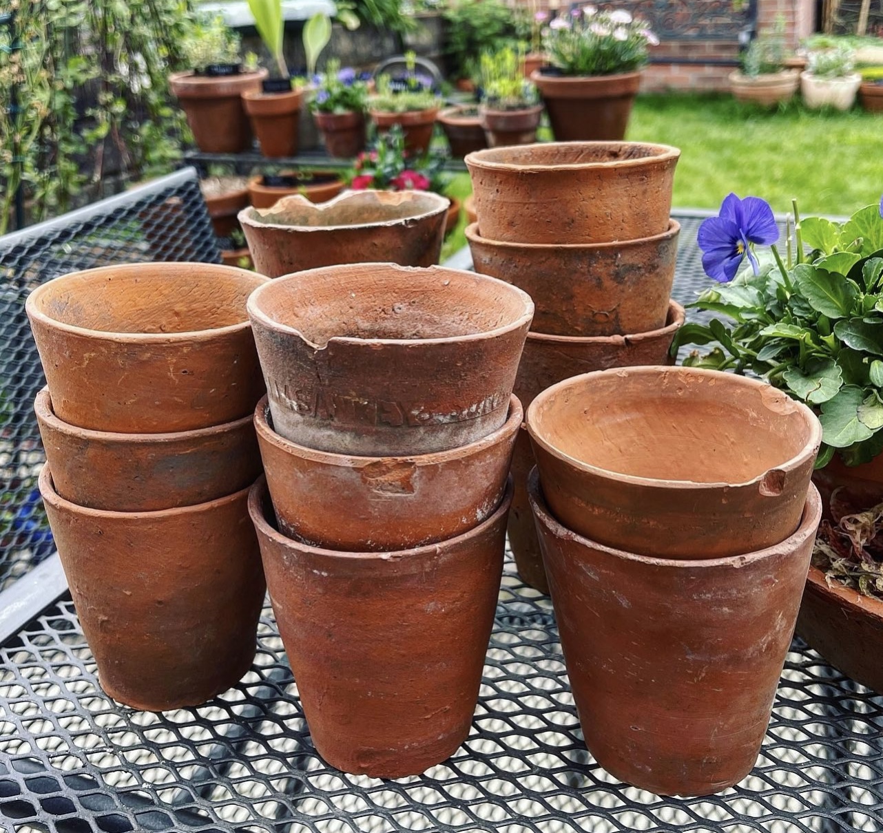Pea Sticks, Climbing Pumpkins, Sweetcorn and Tomatoes